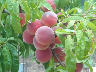 Orchard Peaches Spring 2010