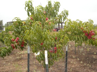 Orchard Peaches on Tree Spring 2010
