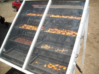 Orchard Peaches on Solar Dryer