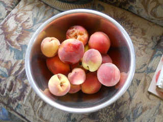 First Peaches 2014