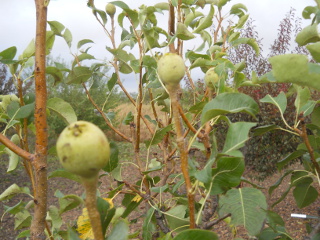 Fruit Tree Pears