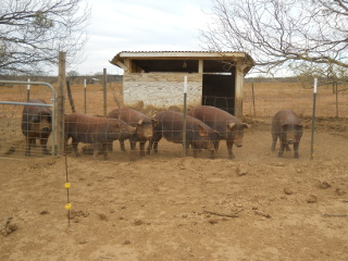 Our Sow Pebbles and Her Offspring