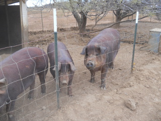 Our Sow Pebbles and Our Next Breeding Mother Lulu