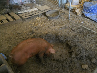 Pebbles the Duroc Gilt with Mud Pit in the Dog Kennel in the Barn