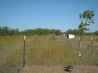 Our Pecan Trees