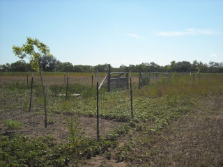 Our Pecan Trees