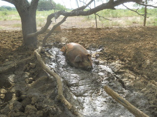 Duroc Pig Penelope in Her Mud Pit