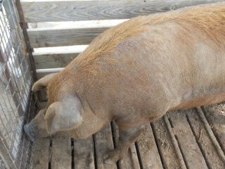 Another of Our Pig Penelope
