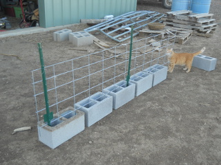 3-foot t-posts wired to cattle panel