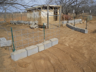 2 cattle panel pig fence sections in place