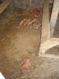 Newly Born Duroc Piglets