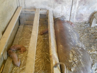 More New Piglets 2012