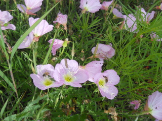 More Pink Primrose Flowers with Bees