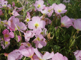 Pink Primrose Flowers with Bees