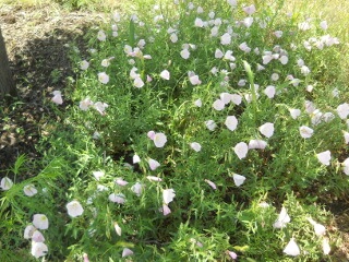 Pink Primrose Patch