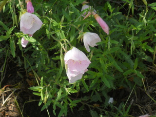 Pink Primrose Plants