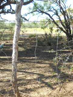 Barbed-Wire Fence Turned into a New-Wire Fence Small Section