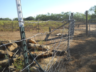 Wire Stays to Elevate Barbed-Wire Strand Above Hand Pulled Fence