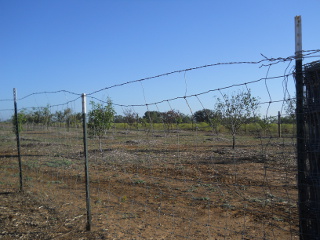 Wire Stay to Elevate Barbed-Wire Strand Above Hand Pulled Fence Close Up