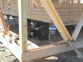 Calf in the Shade of the Porch Roof