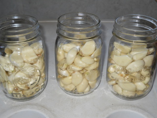 Preserving Garlic - Garlic Cloves in Jars