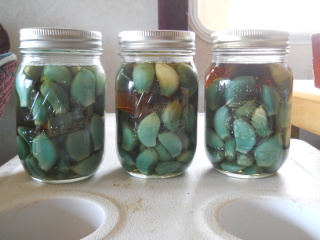 Preserving Garlic - Garlic Cloves in Apple Cider Vinegar On Day Three