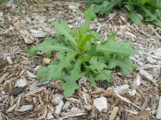 Perennial Prickly Lettuce of 2017