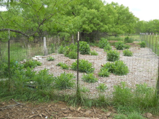 Garden 1 Full of Prickly Lettuce Plants