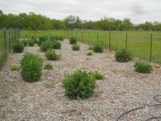 Garden 2 Full of Prickly Lettuce Plants