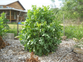 Prickly Lettuce Plant
