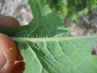 Prickly Lettuce Leaf Showing Pricklies