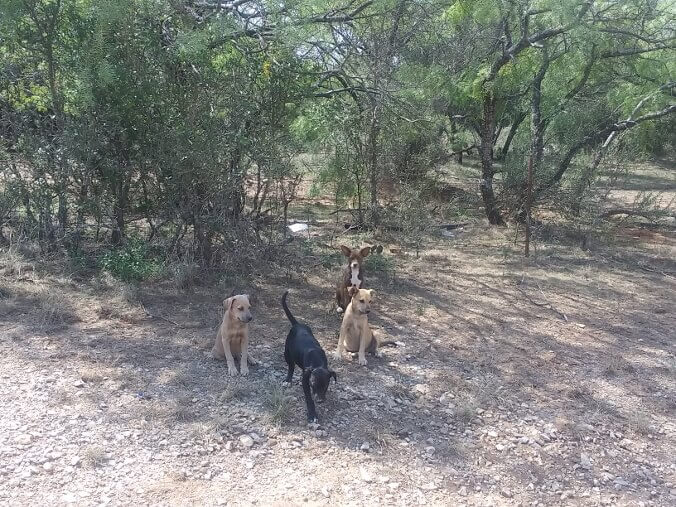 Abandoned puppies on the road