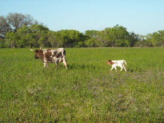 Longhorn Cow Holga with Her New Heifer Calf Rafaela