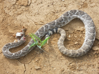 Rattlesnake Shot with Shotgun