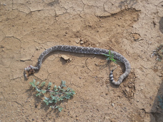 More Rattlesnake Shot with Shotgun