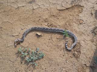 More Rattlesnake Shot with Shotgun