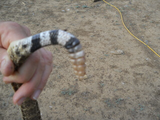 Rattlesnake Rattle