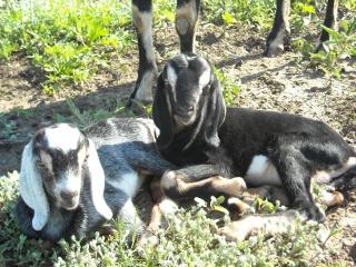 New Nubian Kids Rhett and Scarlett