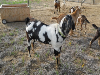 2012 Mating Billy Goat Rocky