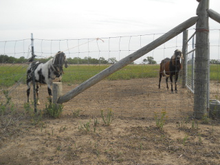 Dairy Goat Bucks Rocky and Shatner