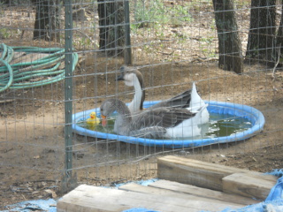 Root Cellar Rubber Ducky in Geese Pond