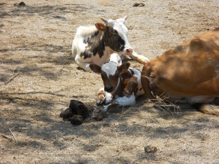 New Longhorn Bull Calf Rosoreo