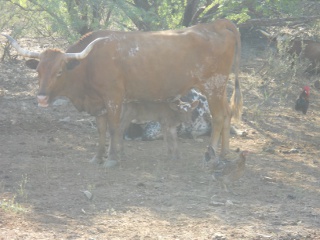 New Pure Longhorn Calf Rufino