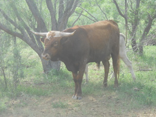 Pure Longhorn Bull Rufino July 2014