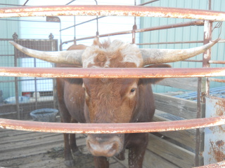 Pure Longhorn Bull Rufino in Trailer