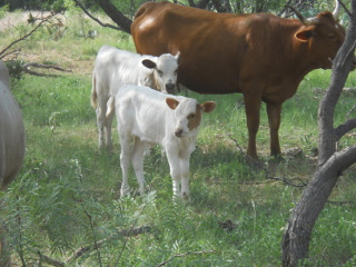 New 2014 Pure Longhorn Bull Calf Salomón