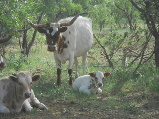 New Calf Salomón with His Dam Casi Blanca