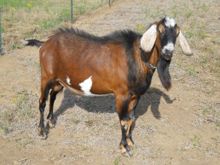 2012 Mating Billy Goat Shatner