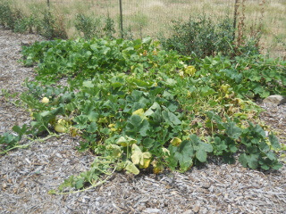 Spaghetti Squash Plants Growing