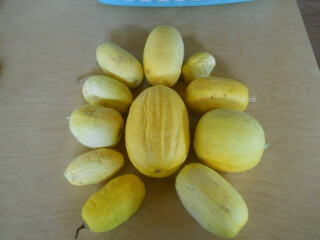 Spaghetti Squash Fruit